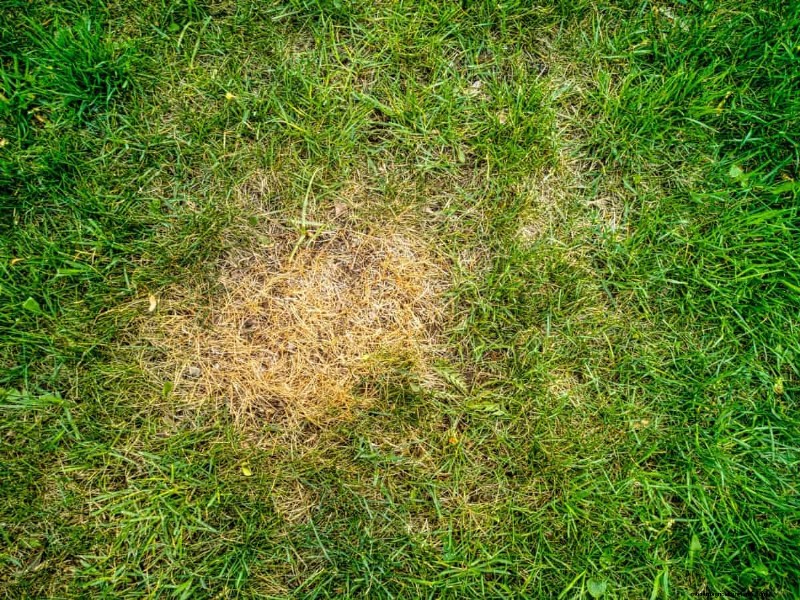 Summer Lawn Fertilization: When Hot Weather Is Good or Bad for Your Turf