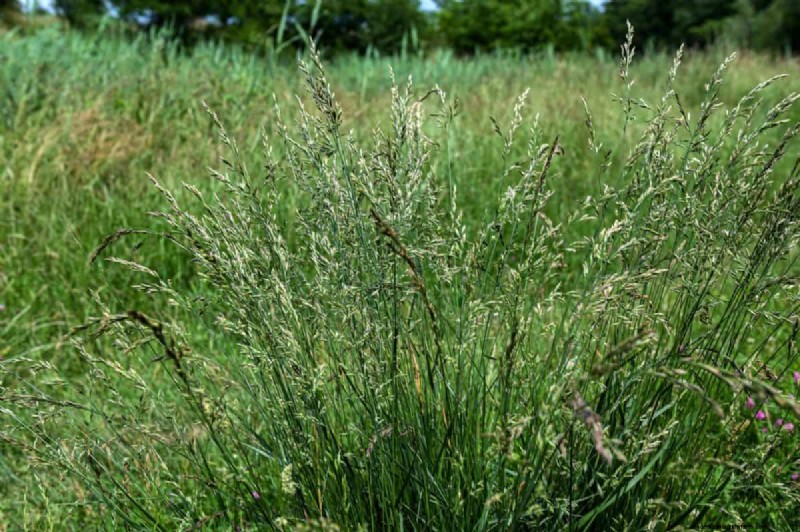 Summer Lawn Fertilization: When Hot Weather Is Good or Bad for Your Turf