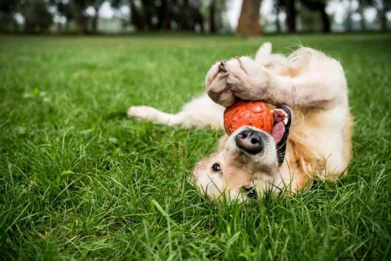 Summer Lawn Fertilization: When Hot Weather Is Good or Bad for Your Turf