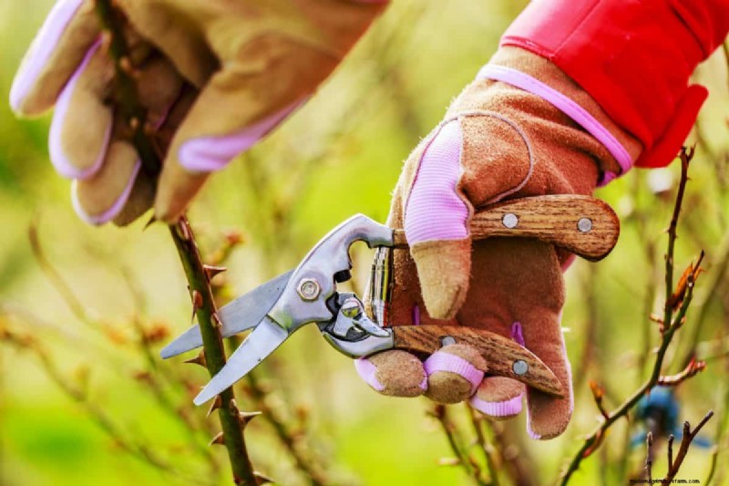 Summer Pruning Made Simple: Expert Rules for Safe, Healthy Cuts