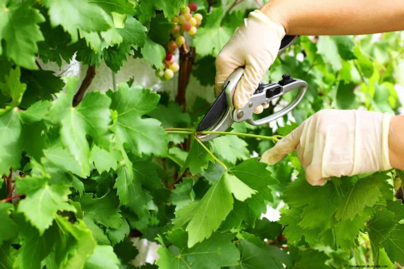 Summer Pruning Made Simple: Expert Rules for Safe, Healthy Cuts