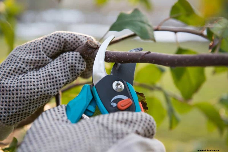 Summer Pruning Made Simple: Expert Rules for Safe, Healthy Cuts