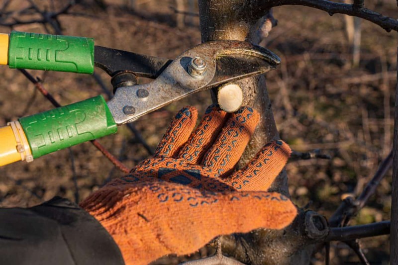 Summer Pruning Made Simple: Expert Rules for Safe, Healthy Cuts