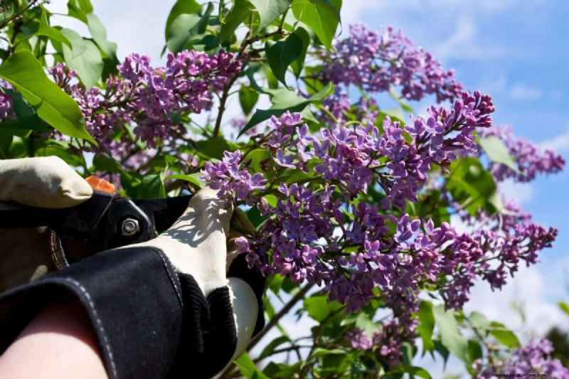 Summer Pruning Made Simple: Expert Rules for Safe, Healthy Cuts