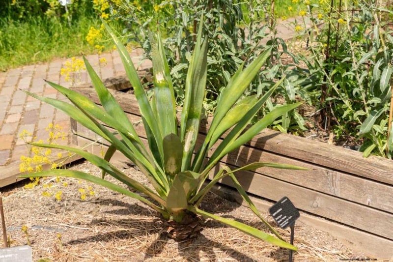 Summer Pruning Made Simple: Expert Rules for Safe, Healthy Cuts