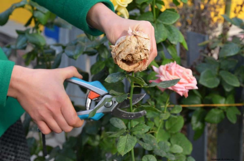 Summer Pruning Made Simple: Expert Rules for Safe, Healthy Cuts