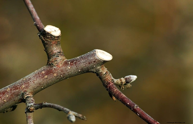 Summer Pruning Made Simple: Expert Rules for Safe, Healthy Cuts