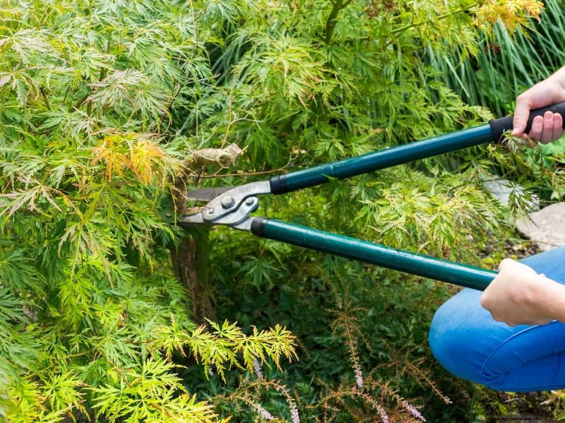 Summer Pruning Made Simple: Expert Rules for Safe, Healthy Cuts