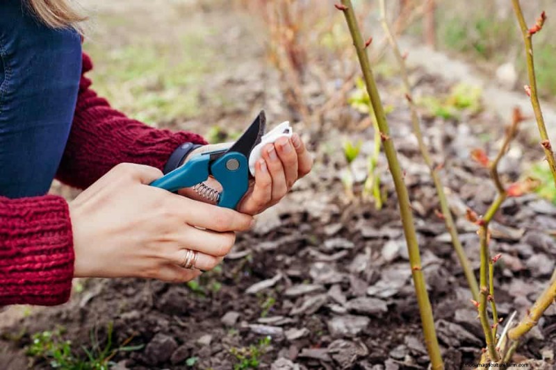 Summer Pruning Made Simple: Expert Rules for Safe, Healthy Cuts