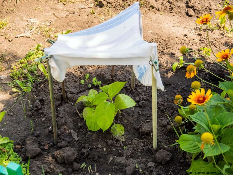 Summer Pruning Made Simple: Expert Rules for Safe, Healthy Cuts