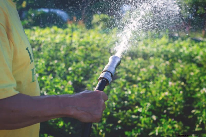 Summer Pruning Made Simple: Expert Rules for Safe, Healthy Cuts