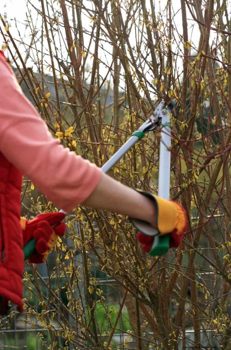 Summer Pruning Made Simple: Expert Rules for Safe, Healthy Cuts