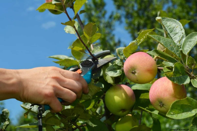 Summer Pruning Made Simple: Expert Rules for Safe, Healthy Cuts