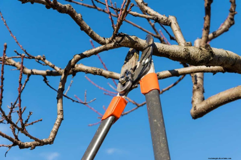 Summer Pruning Made Simple: Expert Rules for Safe, Healthy Cuts