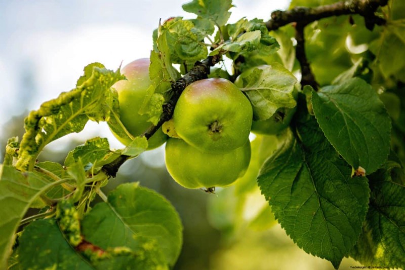 Summer Pruning Made Simple: Expert Rules for Safe, Healthy Cuts