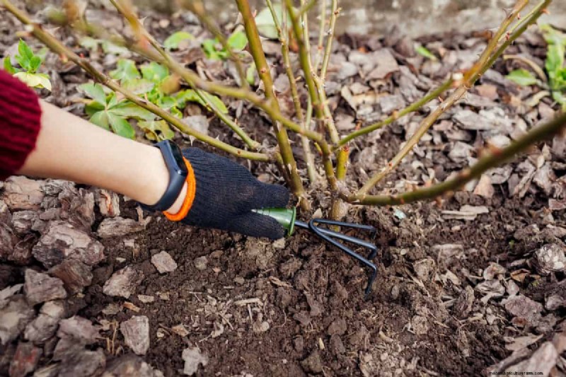 Summer Pruning Made Simple: Expert Rules for Safe, Healthy Cuts