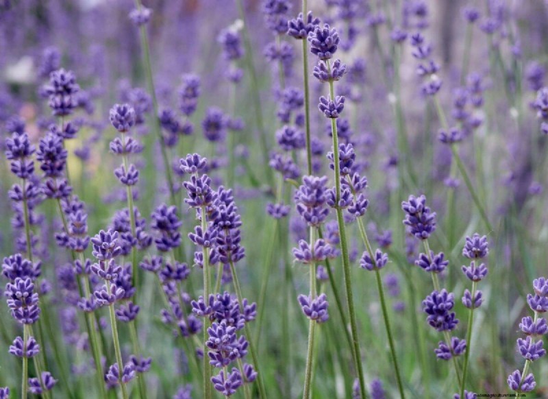 Summer Pruning Made Simple: Expert Rules for Safe, Healthy Cuts