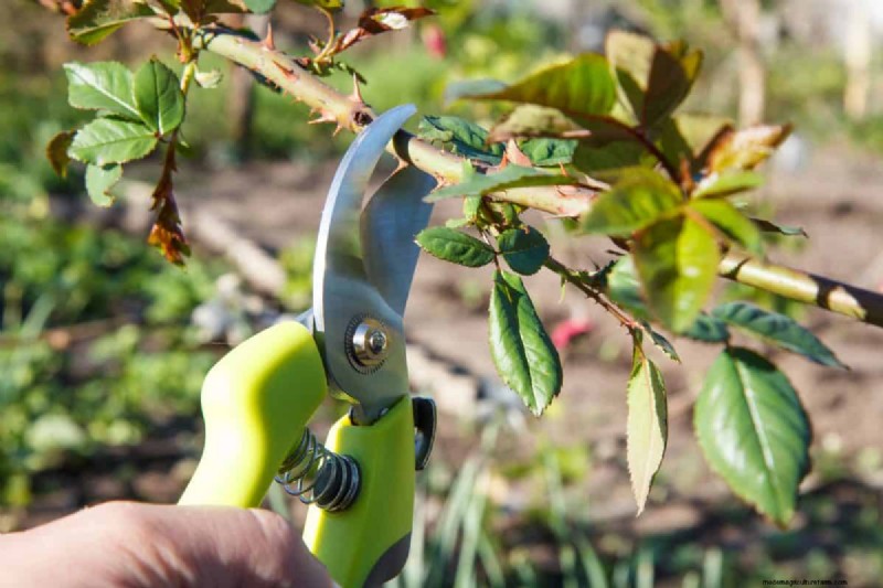 Summer Pruning Made Simple: Expert Rules for Safe, Healthy Cuts