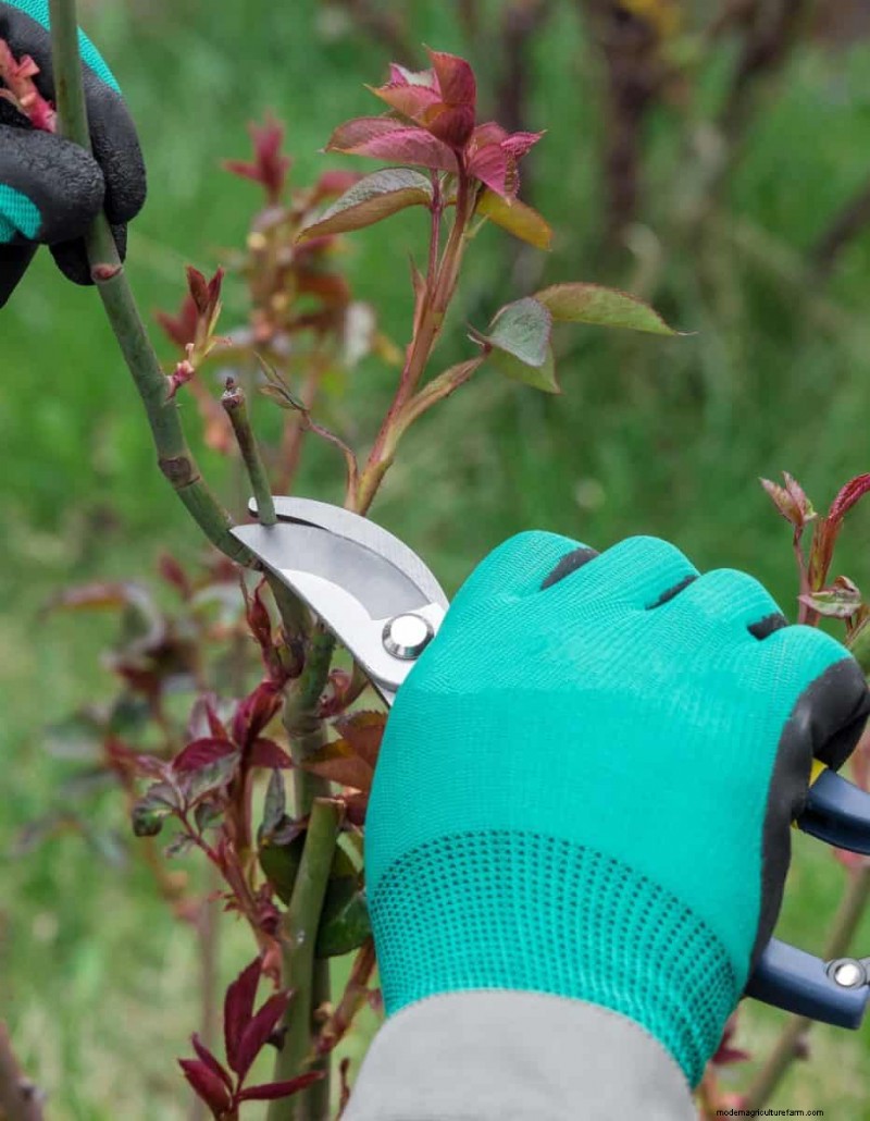 Summer Pruning Made Simple: Expert Rules for Safe, Healthy Cuts