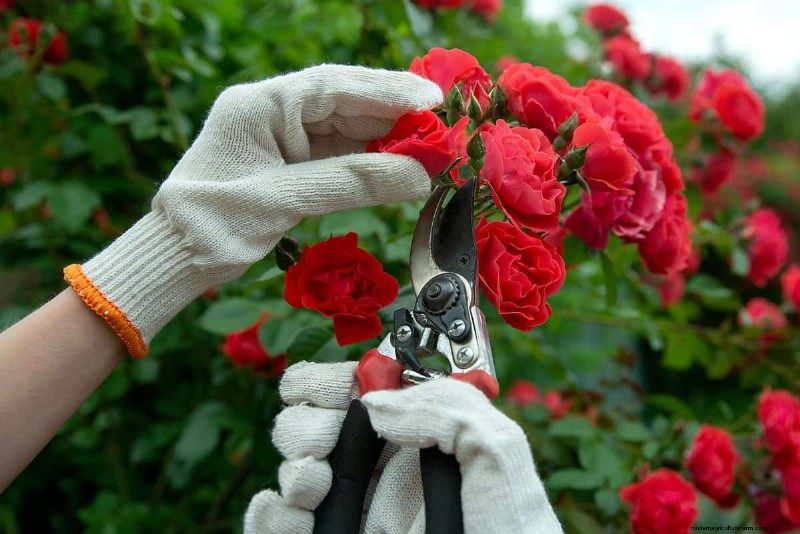 Summer Pruning Made Simple: Expert Rules for Safe, Healthy Cuts