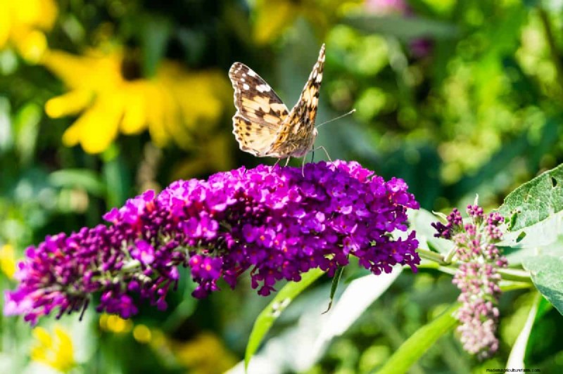 Grow a Butterfly Bush That Attracts Pollinators: A Step‑by‑Step Guide