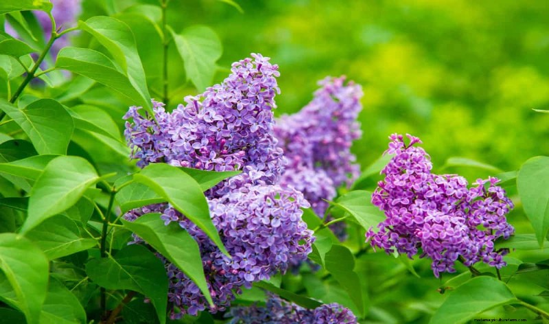 Grow a Butterfly Bush That Attracts Pollinators: A Step‑by‑Step Guide