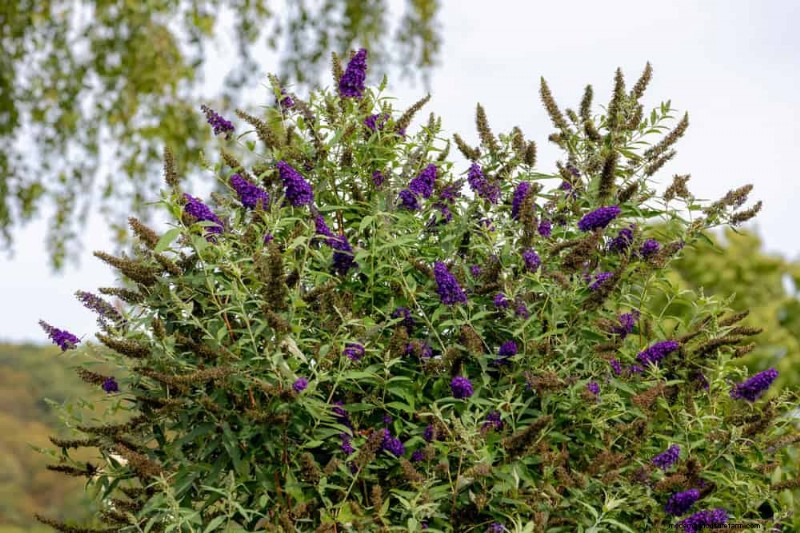 Grow a Butterfly Bush That Attracts Pollinators: A Step‑by‑Step Guide