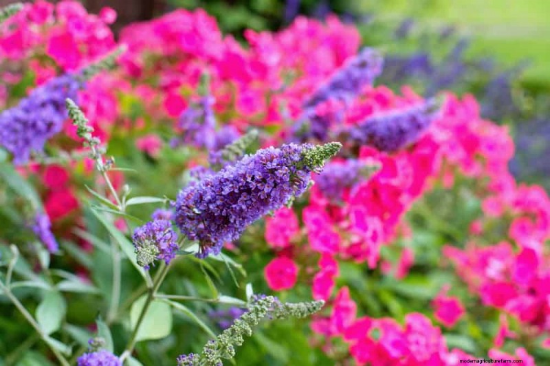 Grow a Butterfly Bush That Attracts Pollinators: A Step‑by‑Step Guide