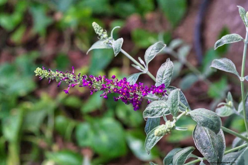 Grow a Butterfly Bush That Attracts Pollinators: A Step‑by‑Step Guide