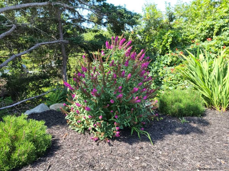 Grow a Butterfly Bush That Attracts Pollinators: A Step‑by‑Step Guide