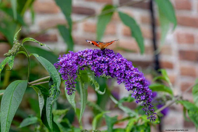 Grow a Butterfly Bush That Attracts Pollinators: A Step‑by‑Step Guide