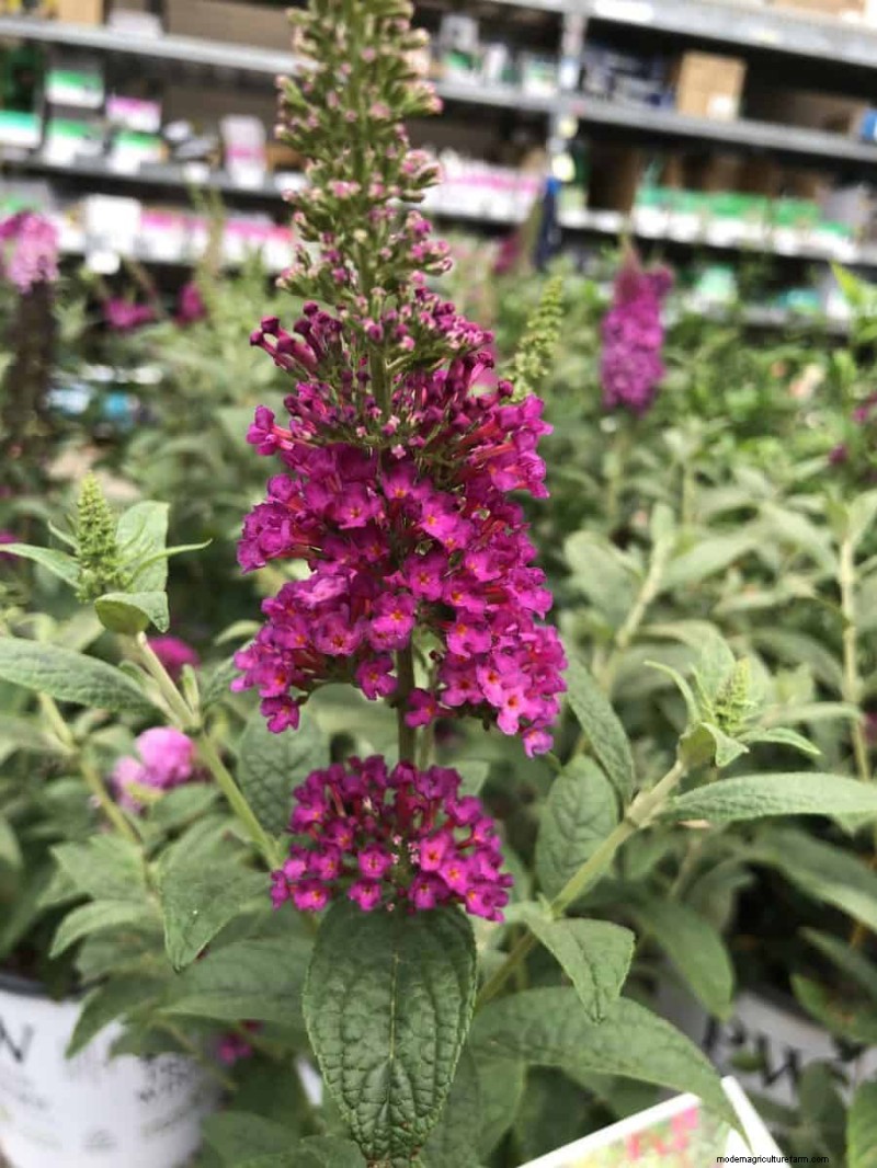 Grow a Butterfly Bush That Attracts Pollinators: A Step‑by‑Step Guide