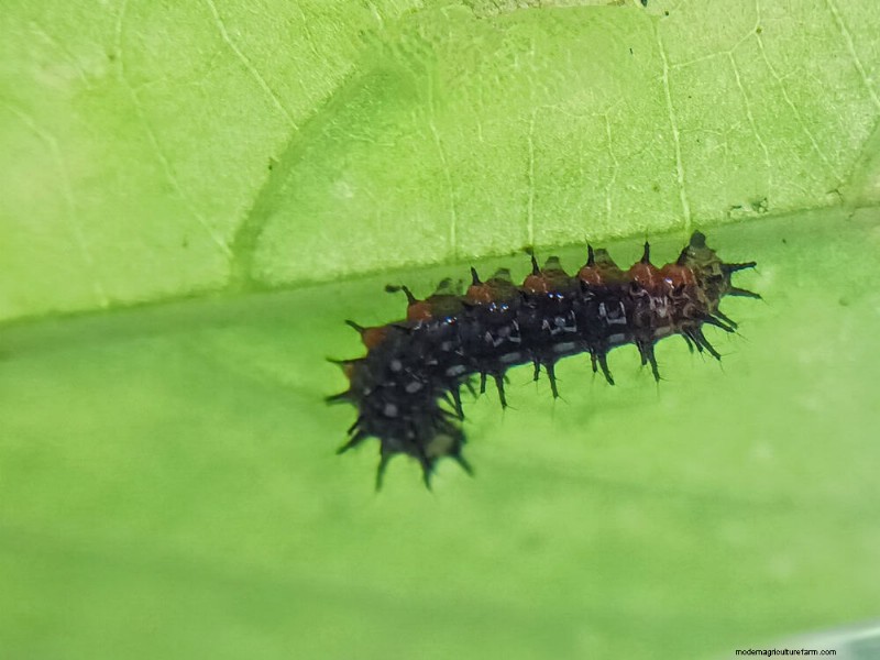 Grow a Butterfly Bush That Attracts Pollinators: A Step‑by‑Step Guide