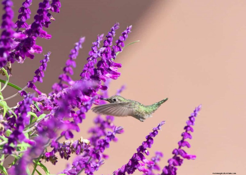 Grow a Butterfly Bush That Attracts Pollinators: A Step‑by‑Step Guide