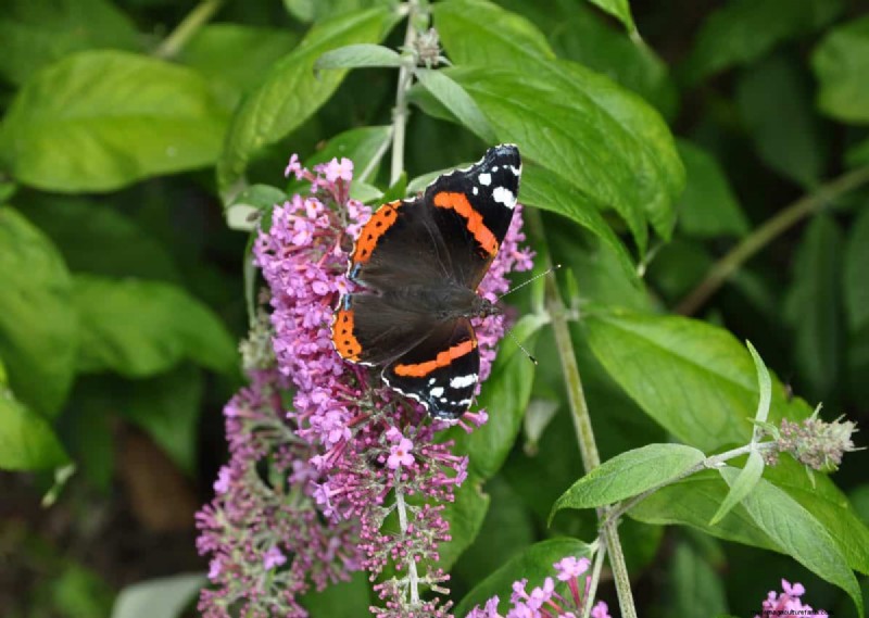 Grow a Butterfly Bush That Attracts Pollinators: A Step‑by‑Step Guide