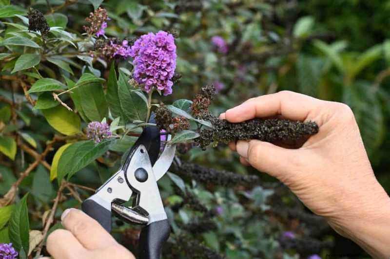 Grow a Butterfly Bush That Attracts Pollinators: A Step‑by‑Step Guide
