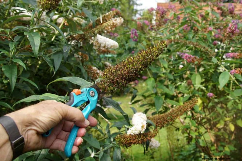 Grow a Butterfly Bush That Attracts Pollinators: A Step‑by‑Step Guide