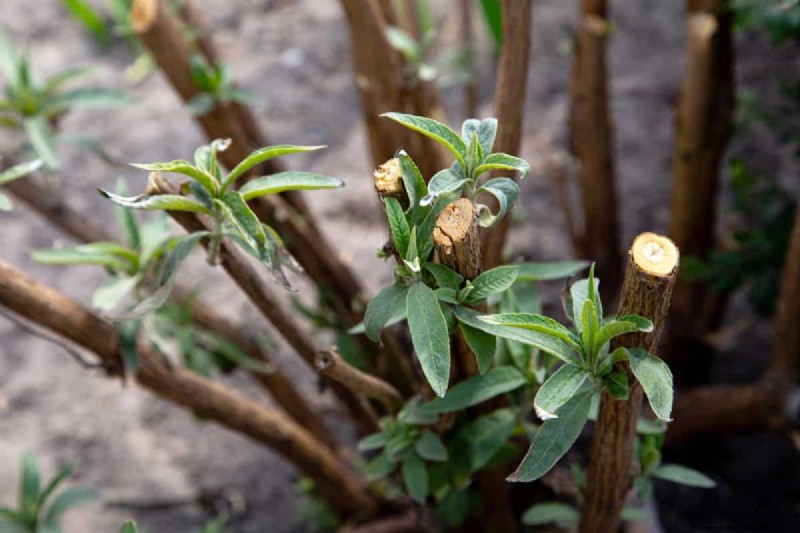 Grow a Butterfly Bush That Attracts Pollinators: A Step‑by‑Step Guide