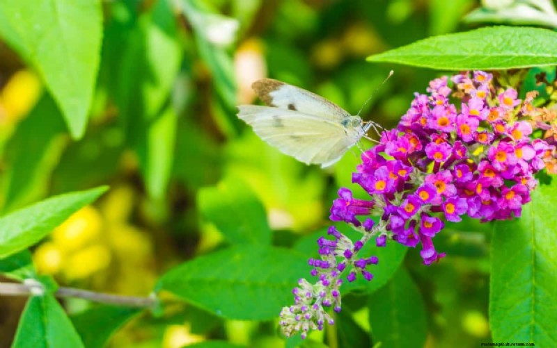 Grow a Butterfly Bush That Attracts Pollinators: A Step‑by‑Step Guide