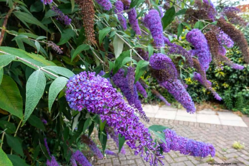 Grow a Butterfly Bush That Attracts Pollinators: A Step‑by‑Step Guide