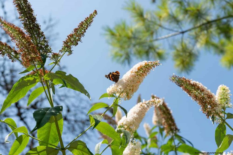 Grow a Butterfly Bush That Attracts Pollinators: A Step‑by‑Step Guide