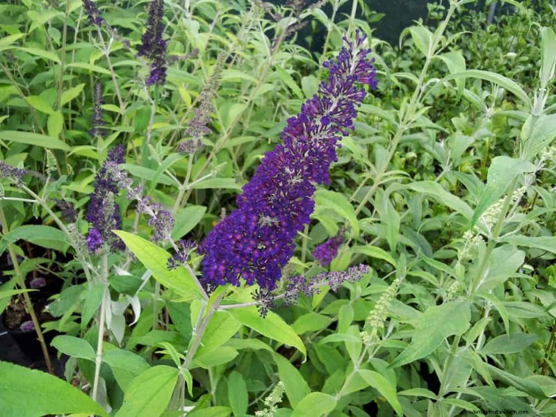 Grow a Butterfly Bush That Attracts Pollinators: A Step‑by‑Step Guide