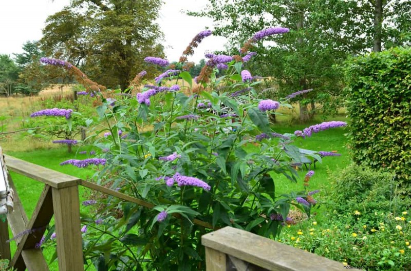 Grow a Butterfly Bush That Attracts Pollinators: A Step‑by‑Step Guide
