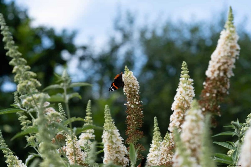 Grow a Butterfly Bush That Attracts Pollinators: A Step‑by‑Step Guide