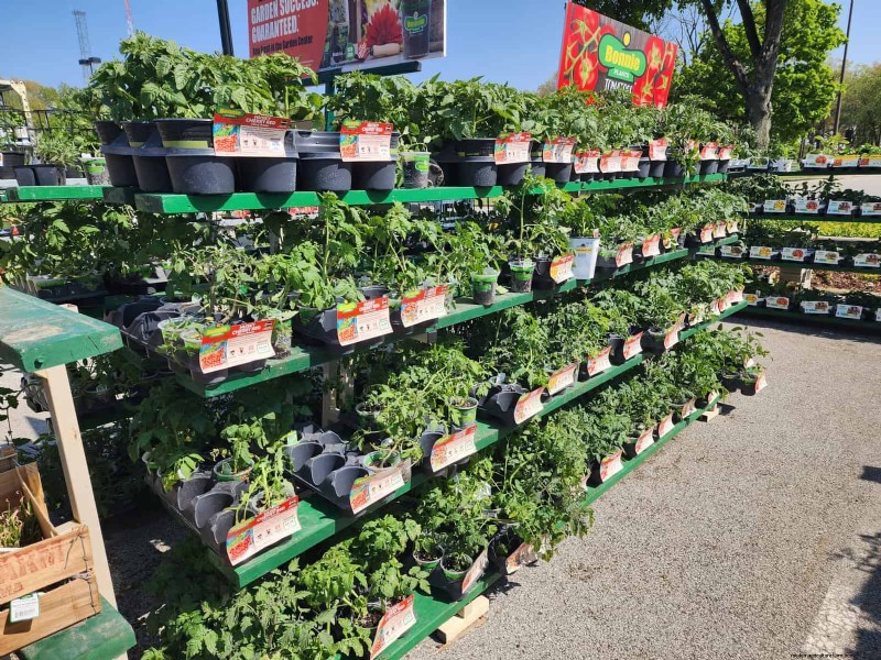 Home Depot’s Must‑Try Tomato Varieties: From Ready‑to‑Plant to Heirloom Seeds