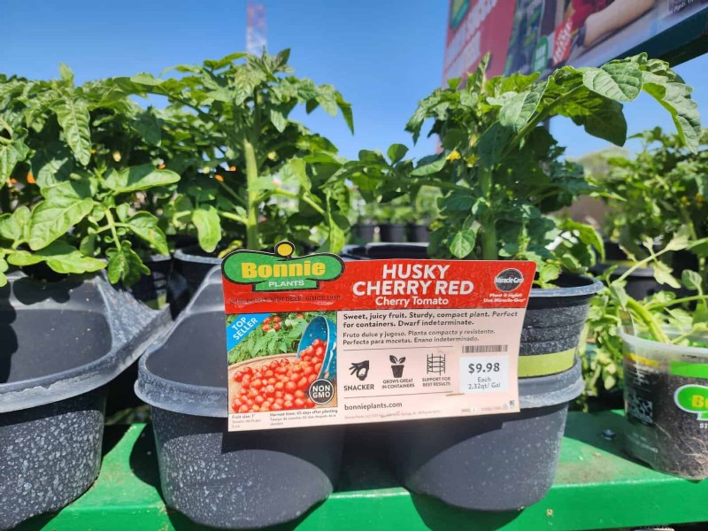 Home Depot’s Must‑Try Tomato Varieties: From Ready‑to‑Plant to Heirloom Seeds
