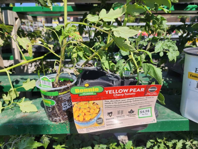 Home Depot’s Must‑Try Tomato Varieties: From Ready‑to‑Plant to Heirloom Seeds