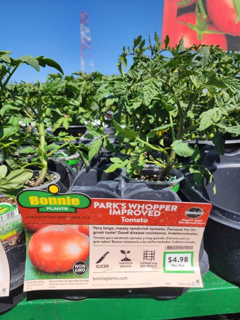 Home Depot’s Must‑Try Tomato Varieties: From Ready‑to‑Plant to Heirloom Seeds