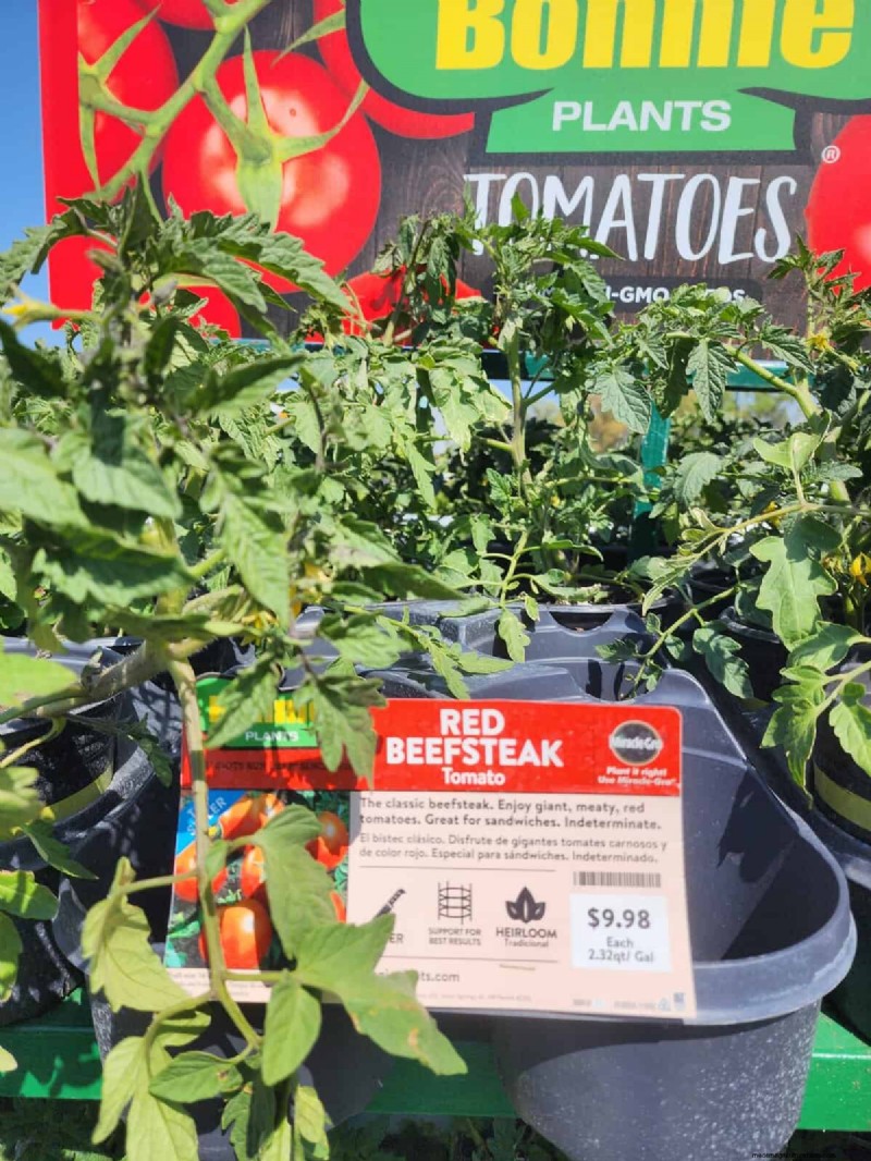 Home Depot’s Must‑Try Tomato Varieties: From Ready‑to‑Plant to Heirloom Seeds