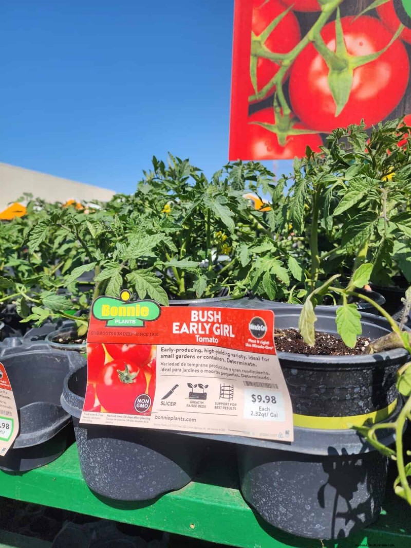 Home Depot’s Must‑Try Tomato Varieties: From Ready‑to‑Plant to Heirloom Seeds